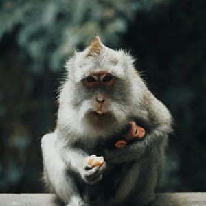 Превью обои японская макака, обезьяна, серый, животное