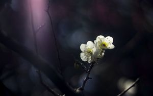 Превью обои японская слива, цветы, лепестки, весна, черный фон