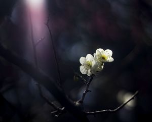 Превью обои японская слива, цветы, лепестки, весна, черный фон