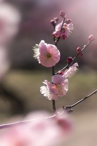 Превью обои японская слива, цветы, весна, ветка, лепестки, розовый, размытие