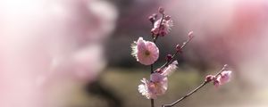 Превью обои японская слива, цветы, весна, ветка, лепестки, розовый, размытие