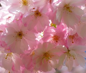 Превью обои японская вишня, цветы, цветение