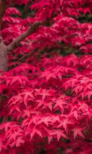 Превью обои японский клен, клен, кленовые листья, листья, дерево, красный, осень