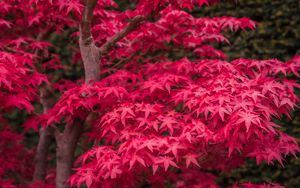 Превью обои японский клен, клен, кленовые листья, листья, дерево, красный, осень