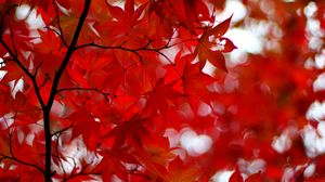 Превью обои японский клен, клен, листья, блики, красный, ветки