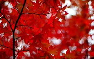 Превью обои японский клен, клен, листья, блики, красный, ветки
