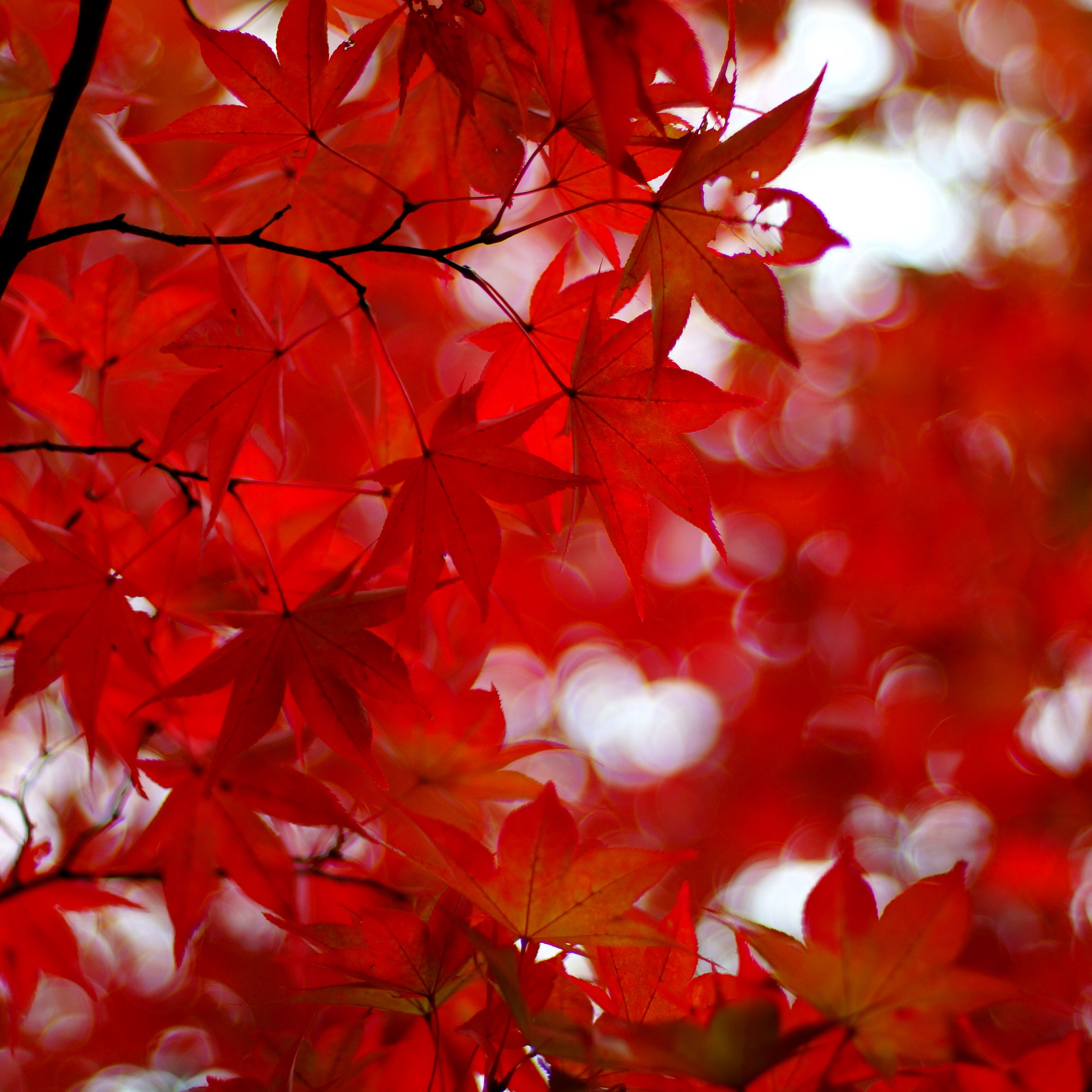 Осень красные листья