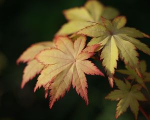 Превью обои японский клен, листья, макро