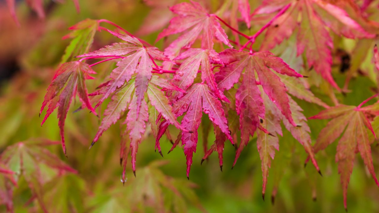 Обои японский клен, листья, осень, макро, красный, мокрый