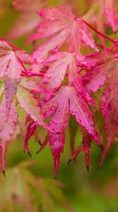 Превью обои японский клен, листья, осень, макро, красный, мокрый