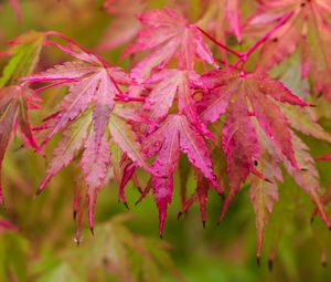 Превью обои японский клен, листья, осень, макро, красный, мокрый