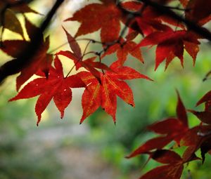 Превью обои японский клен, листья, ветки, красный, макро