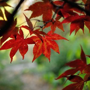 Превью обои японский клен, листья, ветки, красный, макро