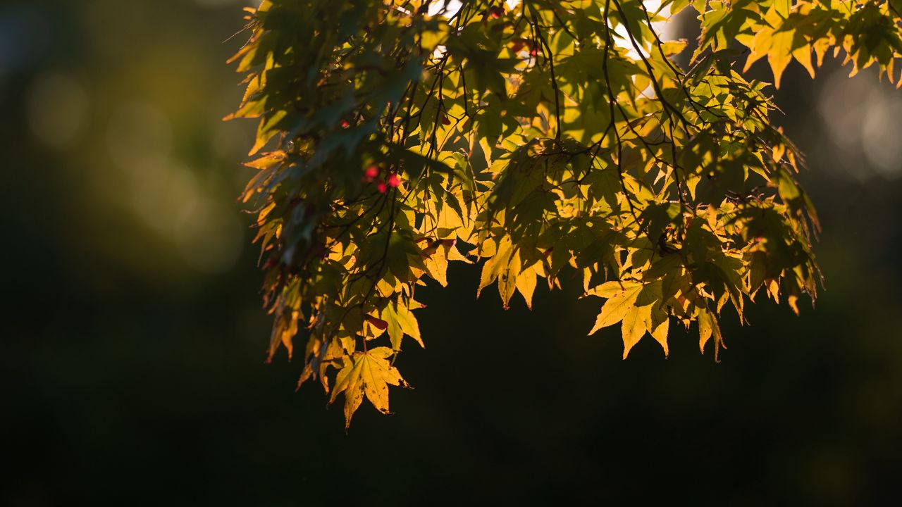 Обои японский клен, листья, ветки, свет, макро, зеленый