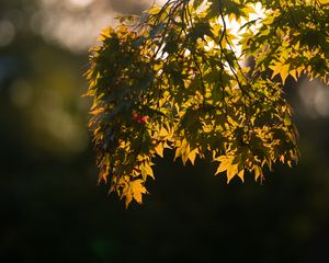 Превью обои японский клен, листья, ветки, свет, макро, зеленый