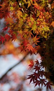 Превью обои японский клен, листья, ветки, макро, красный