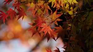 Превью обои японский клен, листья, ветки, макро, красный