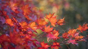 Превью обои японский клен, листья, ветки, осень
