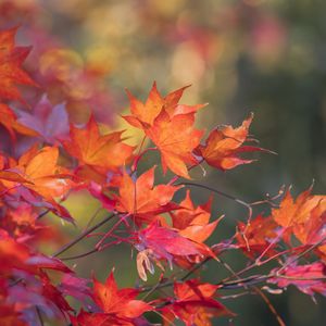 Превью обои японский клен, листья, ветки, осень