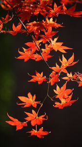 Превью обои японский клен, ветка, листья, красный, макро