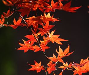 Превью обои японский клен, ветка, листья, красный, макро