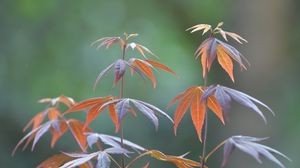Превью обои японский клен, ветки, листья, растение, макро