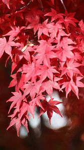 Превью обои японский клен, ветки, листья, красный, растение