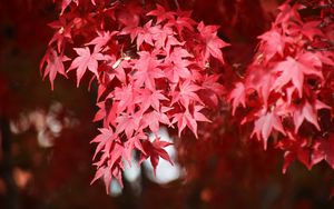 Превью обои японский клен, ветки, листья, красный, растение