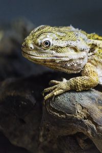 Превью обои ящерица, чешуя, ветка, макро, животное