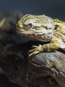 Превью обои ящерица, чешуя, ветка, макро, животное