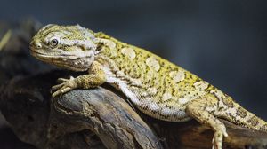 Превью обои ящерица, чешуя, ветка, макро, животное