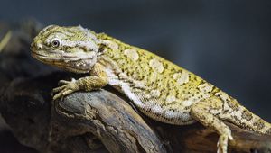 Превью обои ящерица, чешуя, ветка, макро, животное