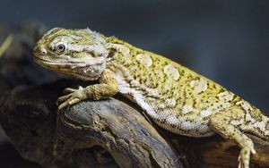 Превью обои ящерица, чешуя, ветка, макро, животное