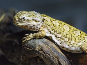 Превью обои ящерица, чешуя, ветка, макро, животное