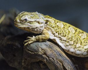 Превью обои ящерица, чешуя, ветка, макро, животное