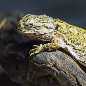 Превью обои ящерица, чешуя, ветка, макро, животное