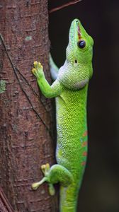 Превью обои ящерица, дерево, яркий, зеленый, рептилия