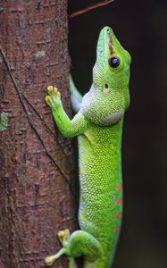Превью обои ящерица, дерево, яркий, зеленый, рептилия
