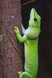 Превью обои ящерица, дерево, яркий, зеленый, рептилия