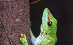 Превью обои ящерица, дерево, яркий, зеленый, рептилия