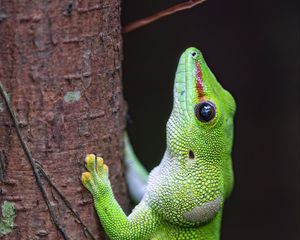 Превью обои ящерица, дерево, яркий, зеленый, рептилия