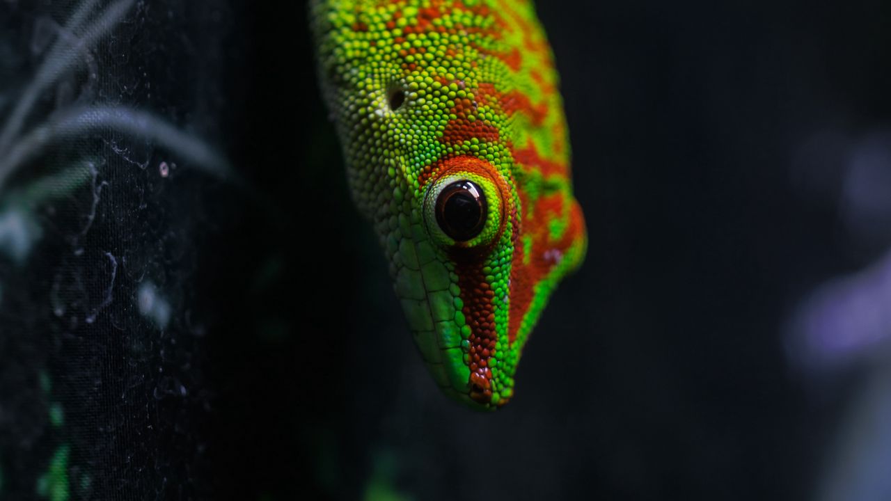 Обои ящерица, геккон, рептилия, макро, зеленый