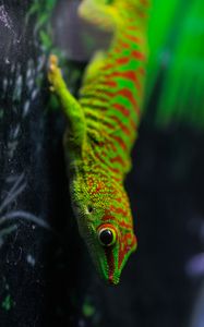 Превью обои ящерица, геккон, рептилия, макро, зеленый