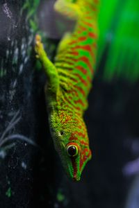 Превью обои ящерица, геккон, рептилия, макро, зеленый