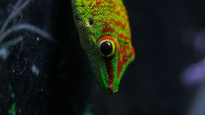 Превью обои ящерица, геккон, рептилия, макро, зеленый