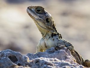 Превью обои ящерица, рептилия, голова, камни