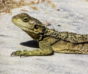 Превью обои ящерица, рептилия, кипр