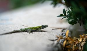 Превью обои ящерица, рептилия, пресмыкающийся, ветка