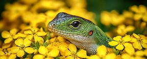 Превью обои ящерица, рептилия, цветы, яркий, дикая природа