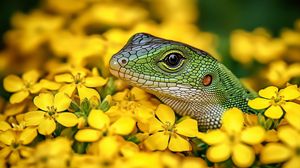 Превью обои ящерица, рептилия, цветы, яркий, дикая природа